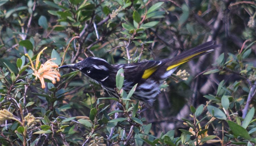 Honeyeater New Holland-0410.JPG